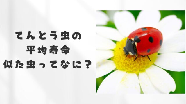 テントウムシ幼虫寿命 てんとう虫　何年生きる？ てんとう虫　毒 てんとう虫　害虫 てんとう虫　大量発生